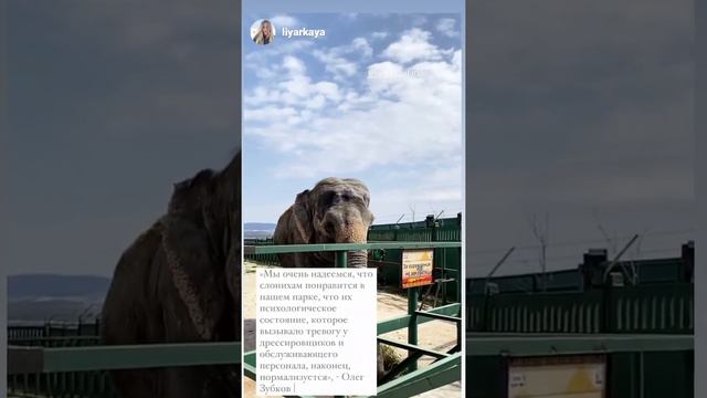 Слоны из Казани в Крымском зоопарке смотреть онлайн