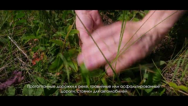 Медленная жизнь за городом: уезжаю на природу, чтобы набраться сил смотреть онлайн