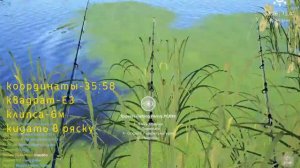 Русская рыбалка 4. Точка с трофейным ротаном. На озере Старый острог.