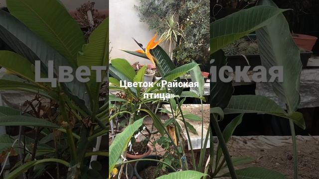 Цветок «Райская птица» смотреть онлайн