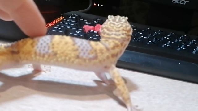 Ящерица Для Новичков / Эублефар Дома / Содержание В Домашних Условиях