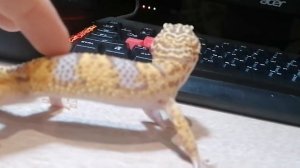 Ящерица Для Новичков / Эублефар Дома / Содержание В Домашних Условиях