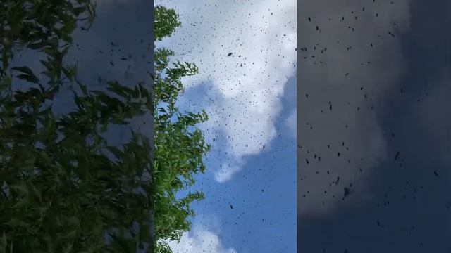 ПОЙМАЛ ПЕРВЫЙ РОЙ ПЧЕЛ 2023!!! смотреть онлайн