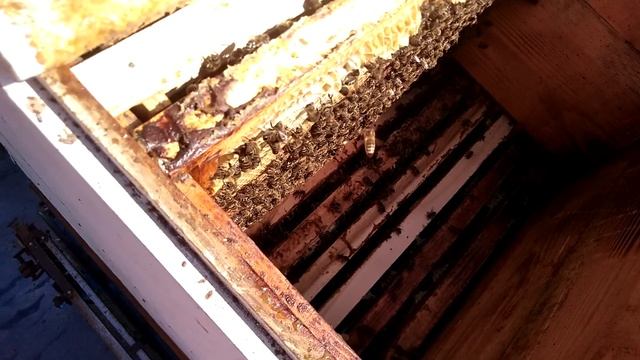 Собираем медовик смотреть онлайн