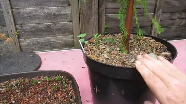 Swamp or Bald Cypress Taxodium Distichum Update September 2017 смотреть онлайн
