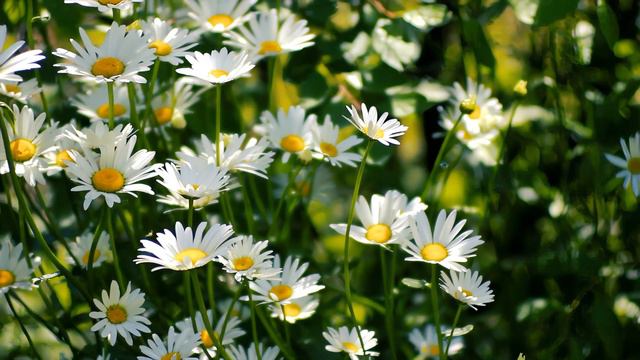 Полевые ромашки. Поле ромашек. Легенда Футаж 4К | Футажи красивая природа 4K смотреть онлайн