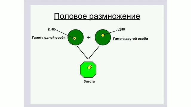 Размножение. Формы размножения. смотреть онлайн
