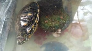 Красноухая черепаха не ест.