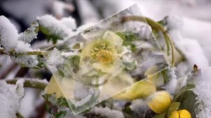 Весеннее пробуждение природы. Весна просыпается