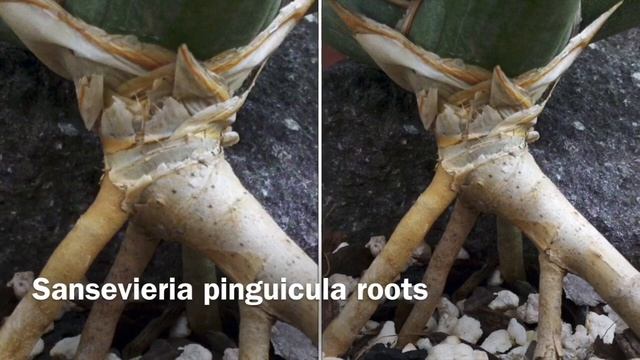 14 Sansevieria Snake Plants in Habitat смотреть онлайн