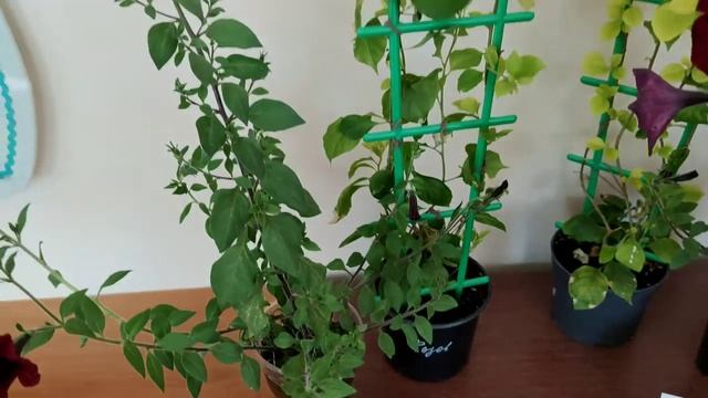 Кристалон. Результат использования. смотреть онлайн