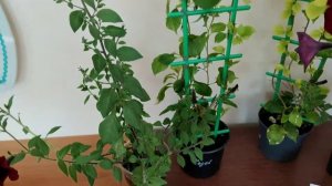 Кристалон. Результат использования.