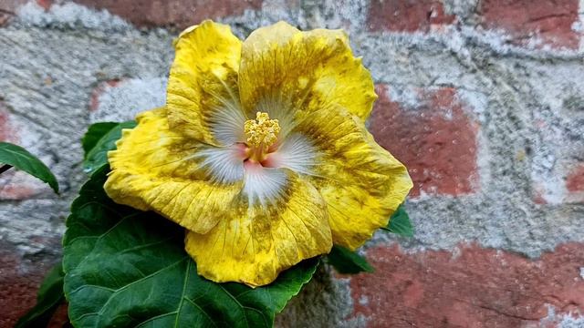 Moorea Pata Re'a смотреть онлайн