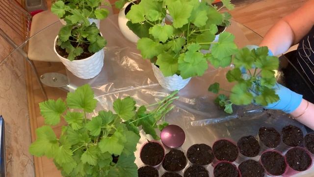 Как черенковать королевскую и зональную пеларгонию смотреть онлайн