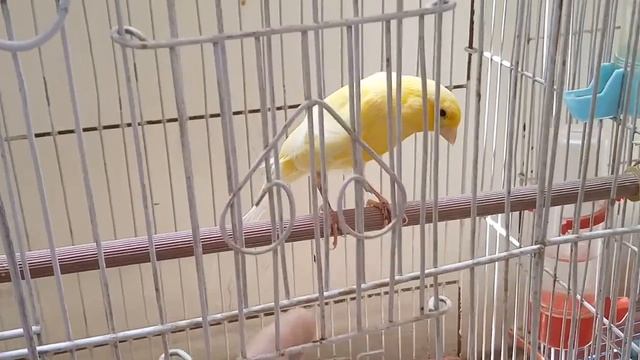 Goldfinch Canary Hybrid | Goldfinch Singing | Canary Breeder 2018 смотреть онлайн