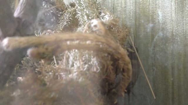 Сверчок домовый пение смотреть онлайн