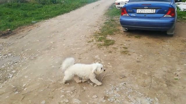Ява старушка смотреть онлайн