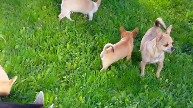 Г/ш мальчишки чихуахуа Де'Леафин смотреть онлайн