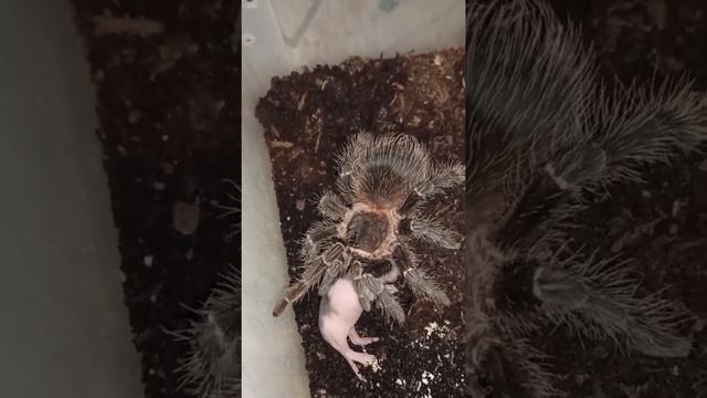 The spider eats its prey./Паук ест добычу. смотреть онлайн
