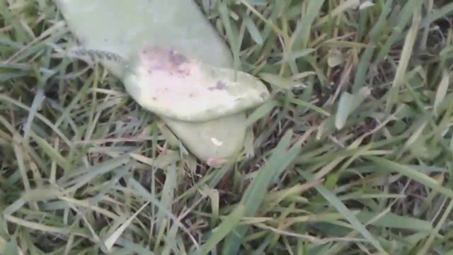 how to root Cactus Pads propagate clone смотреть онлайн