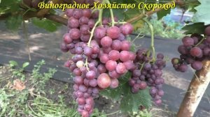 Виноград 2022. Ламбада