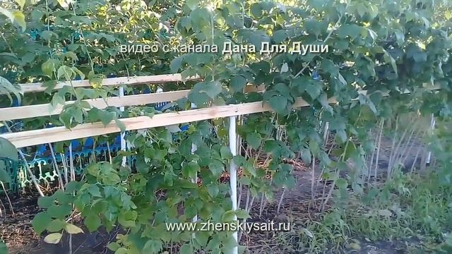 Что делать весной с МАЛИНОЙ? смотреть онлайн