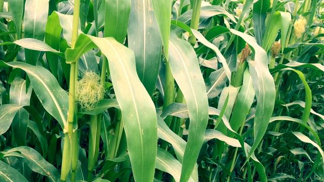 Огляд кукурудзи Робсон Seeds Grain смотреть онлайн