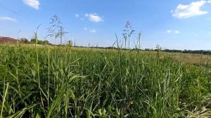 Гумай или суданская трава - многолетний сорняк