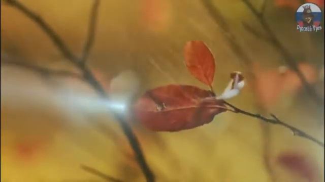 У берёз и сосен тихо бродит осень смотреть онлайн