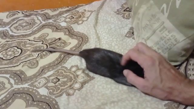 крыса виляет хвостом) смотреть онлайн