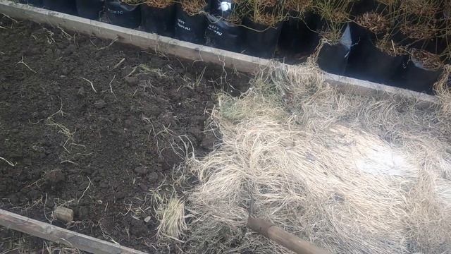 Подготовка почвы весной для томатов,годами проверенный метод смотреть онлайн