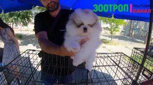 Собачий рынок Одесса сегодня. Староконный рынок. Птичий рынок. Кошки. Волонтеры. Щенки. #зоотроп