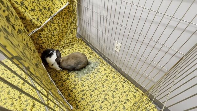 Bonding Bunnies 101 - The Bonding Process (Step by Step) смотреть онлайн