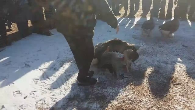 ГУСИНЫЕ БОИ САНК ПЕТЕРБУРГ ПАРК БАБУШКИНА смотреть онлайн