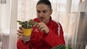 Что делать ЕСЛИ у ФИАЛКИ СИЛЬНО СГУЩАЕТСЯ СЕРЕДИНА! 7 ПРИЧИН и СПОСОБЫ их РЕШЕНИЯ!