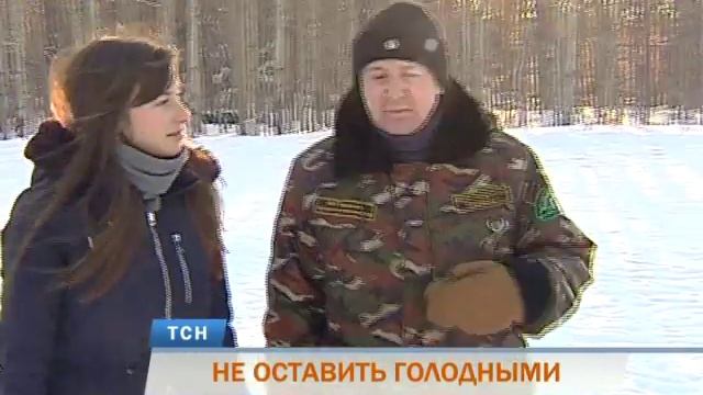 Пермские лесники создают кормушки для диких животных смотреть онлайн