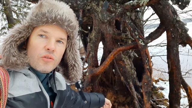 Почему сосны растут на песчаных почвах? Чем сосна отличается от ели?