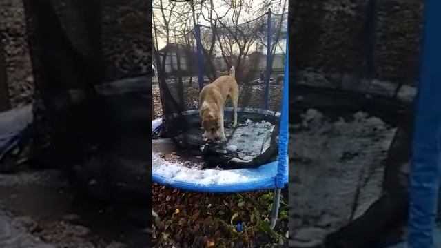 ЗУР БАШИ ЧАЛБАЙ ❤ (АЛАБАЙ САО ЩЕНКИ АЛАБАЯ) г. Санкт-Петербург смотреть онлайн
