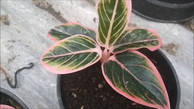 Aglaonema Lotus  - Lovely Aglaonema Plant - Price Up To $100