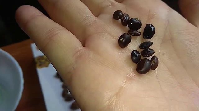 СОФОРА ЯПОНСКАЯ ПОДГОТОВКА СЕМЯН К ПРОРАЩИВАНИЮ смотреть онлайн