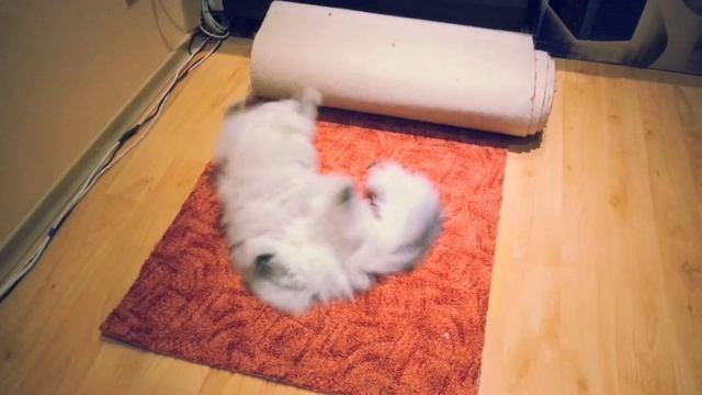 Мартовская кошка. смотреть онлайн