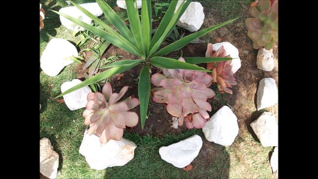 ВИДЕО ЦВЕТА смотреть онлайн