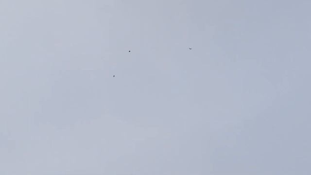 21.01.2023.гоняем.голубей.с.голубедрома.Воронежская.обл. смотреть онлайн