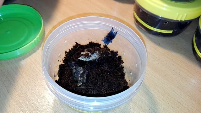 Thork's Birdeaters. First Offline Feeding Stream Pt.3 смотреть онлайн