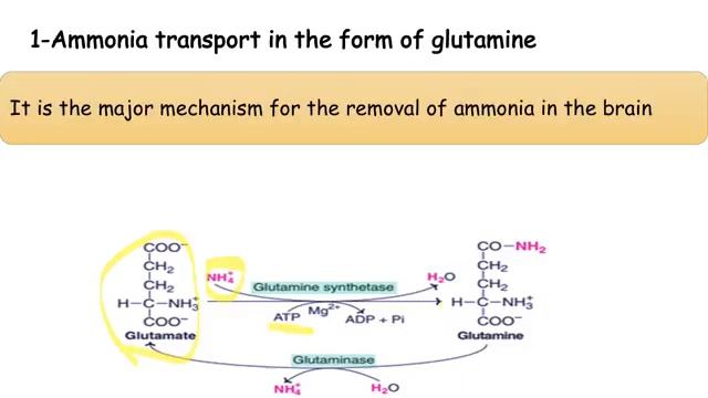 MED.LEVEL2.GIT module. BIO Lecture 5 Urea cycle (part 1) смотреть онлайн