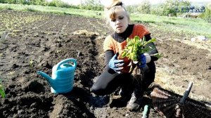 Баклажаны посадка в траншею! Выращивание уход полив болезни подкормка баклажанов.