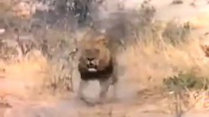 Охота львов на гиен