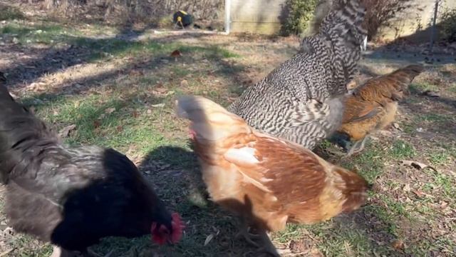 Watch these hens react to a rooster danger warning while free ranging! смотреть онлайн