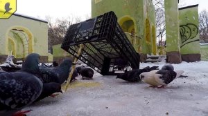 КАК ПОЙМАТЬ ГОЛУБЯ? Лёгкий способ поймать голубя на улице /Лучший способ поймать голубя