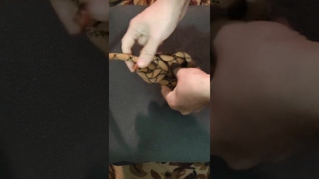 Как правильно завязать проводник восьмёрку? смотреть онлайн